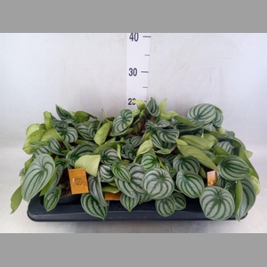 Peperomia argyreia