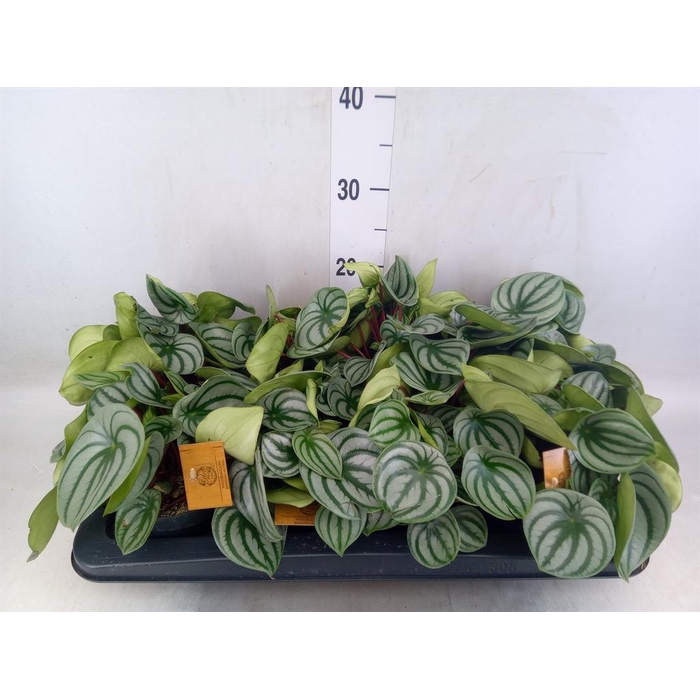 <h4>Peperomia argyreia</h4>