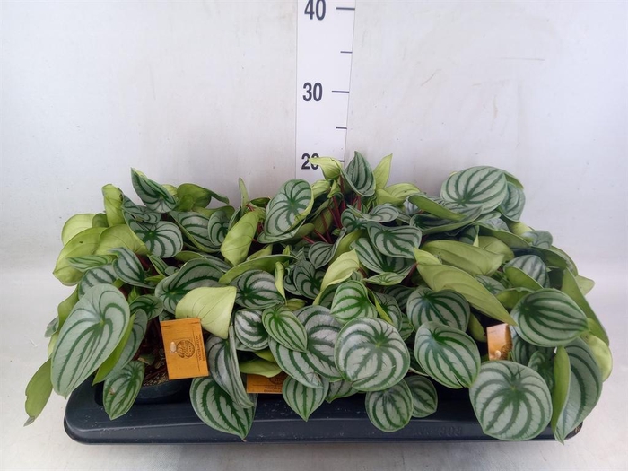 <h4>Peperomia argyreia</h4>