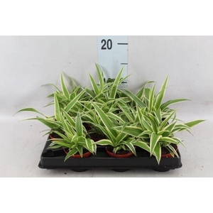 Chlorophytum com.