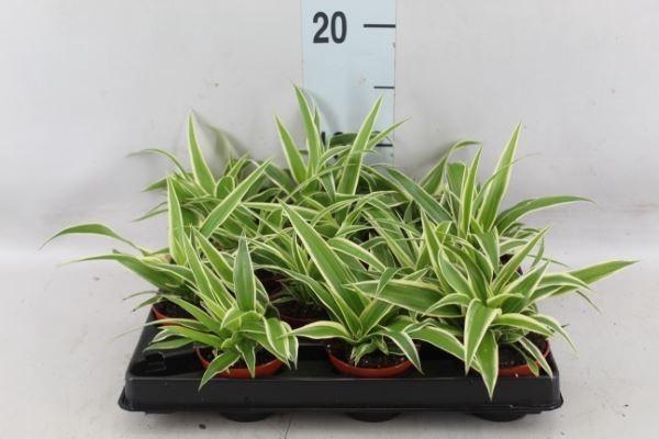 <h4>Chlorophytum com.</h4>