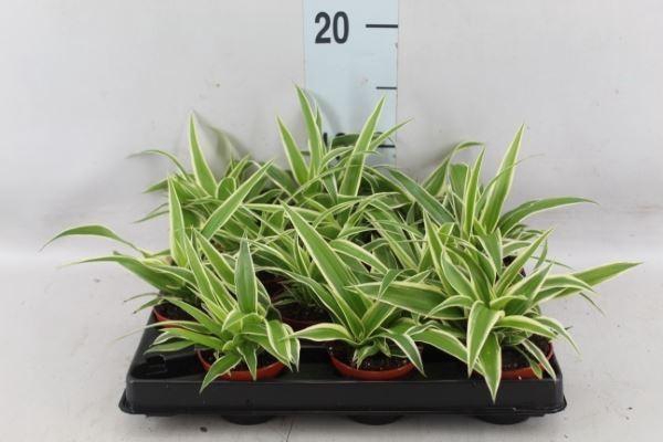<h4>Chlorophytum com.</h4>