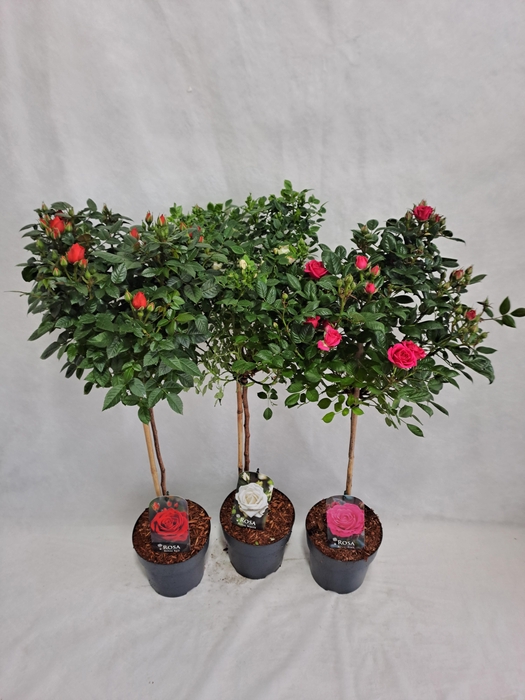 <h4>Roos op stam grootbloemig P23 55cm mix</h4>