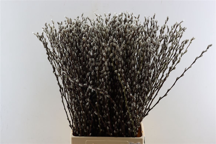 <h4>Salix Wilgenkatjes 90cm P Stem</h4>