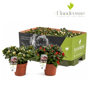 Azalea Flandresse® 'mix tray rood & wit' 22 - 25 cm