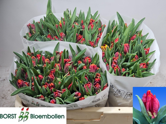 <h4>TU PA ABRACADABRA</h4>