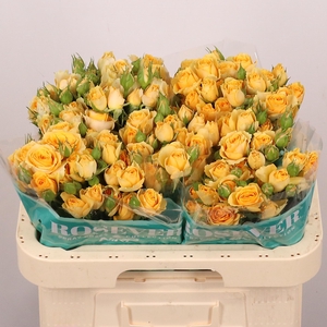 R TR SOLAR ROSEVER