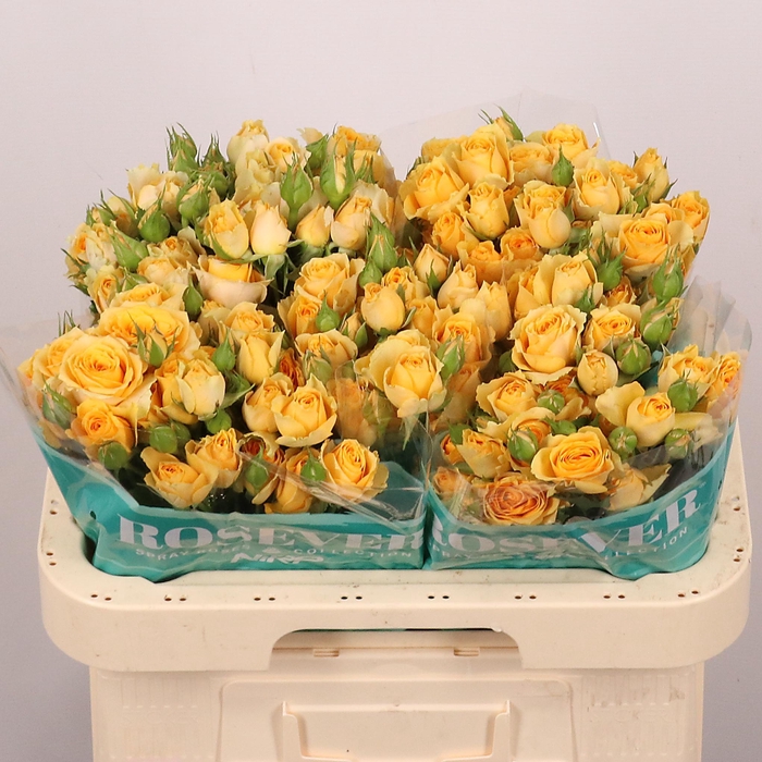 <h4>R TR SOLAR ROSEVER</h4>