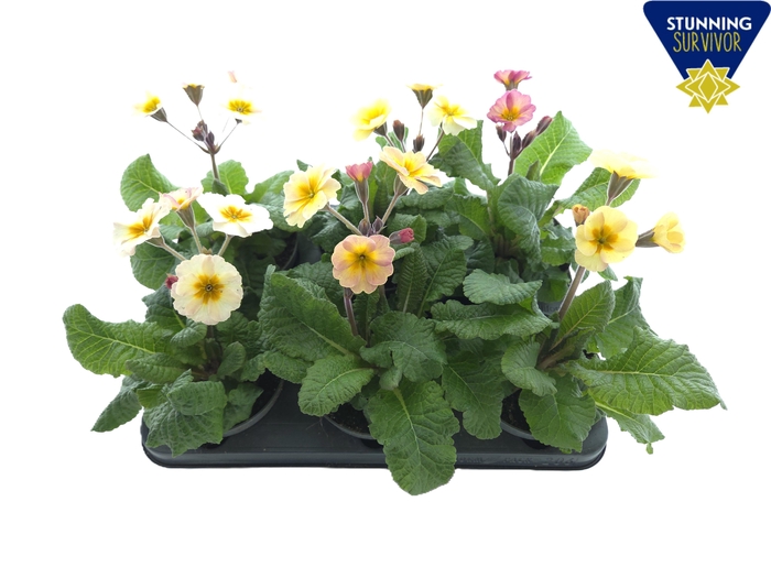 <h4>PRIM ELATIOR</h4>