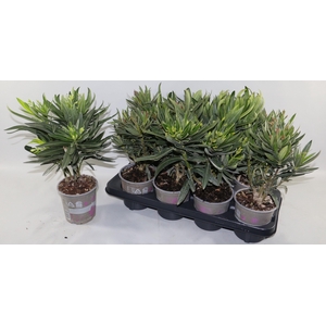 NERIUM OLEANDER OV