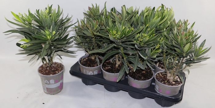 <h4>NERIUM OLEANDER OV</h4>