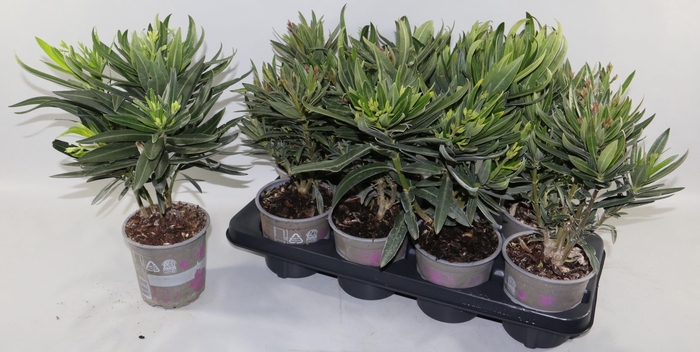 NERIUM OLEANDER OV
