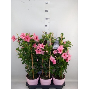 Mandevilla am. 'Sundav Flaming Pk'