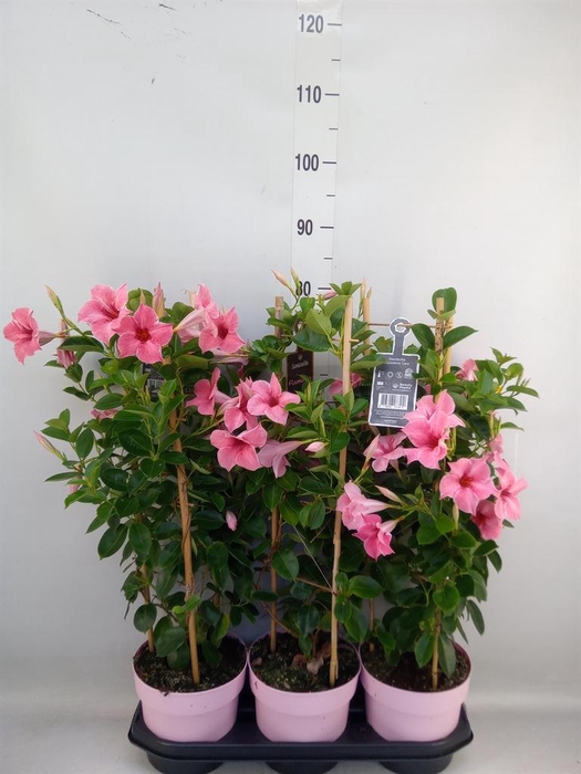 <h4>Mandevilla am. 'Sundav Flaming Pk'</h4>
