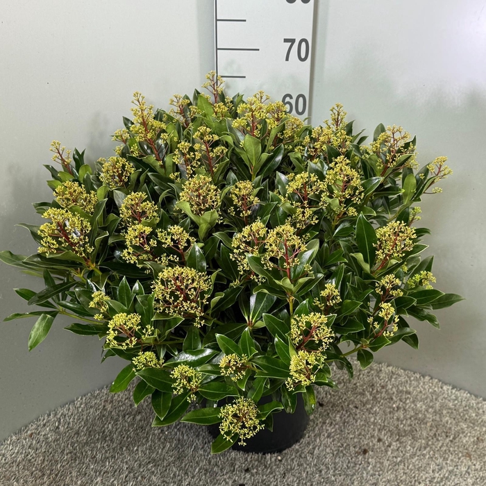 <h4>Skimmia japonica 'Rubesta Cuba'</h4>