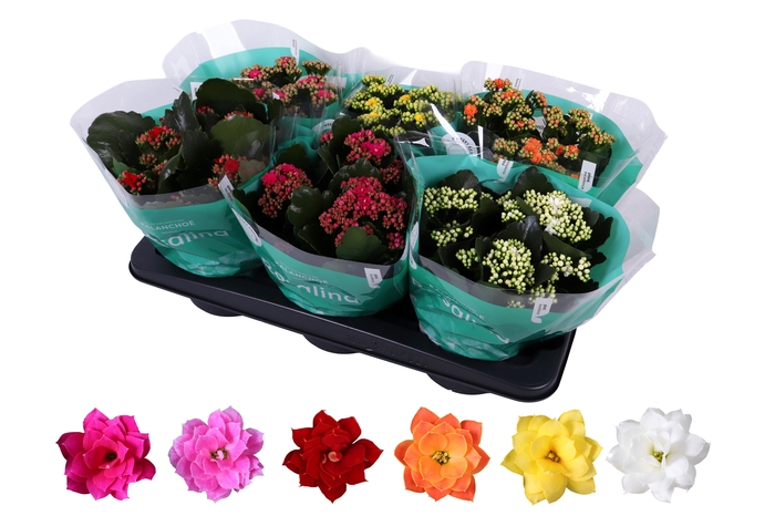 <h4>Kalanchoe Rosalina 15cm mix</h4>