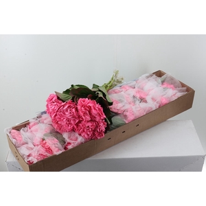 Hydr Rose Bonbon Sel Box