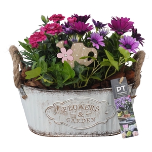 Arr.   Perkplanten L%