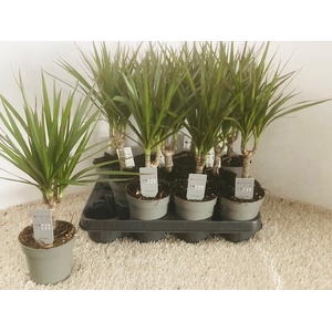 DRA MARGINATA