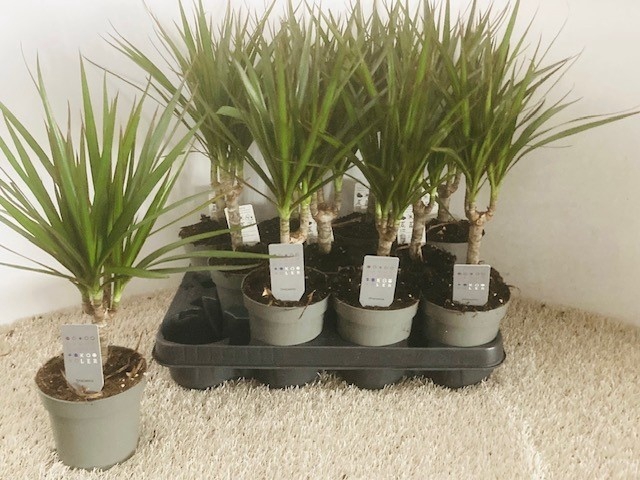 <h4>DRA MARGINATA</h4>
