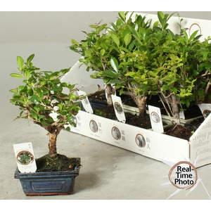 BONSAI GEM