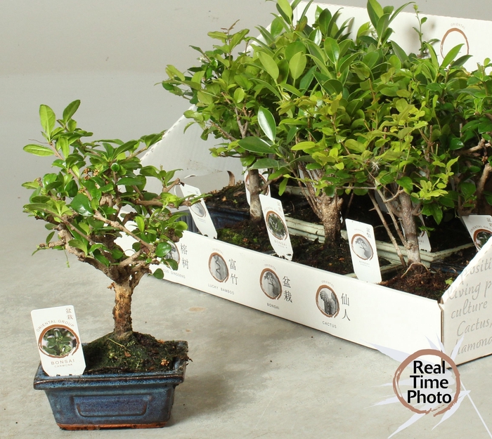 <h4>BONSAI GEM</h4>