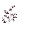 Cherry Blossom Burgundy
