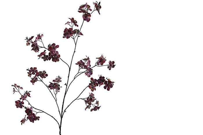 <h4>Cherry Blossom Burgundy</h4>