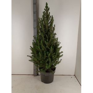 PICEA GL DECEMBER