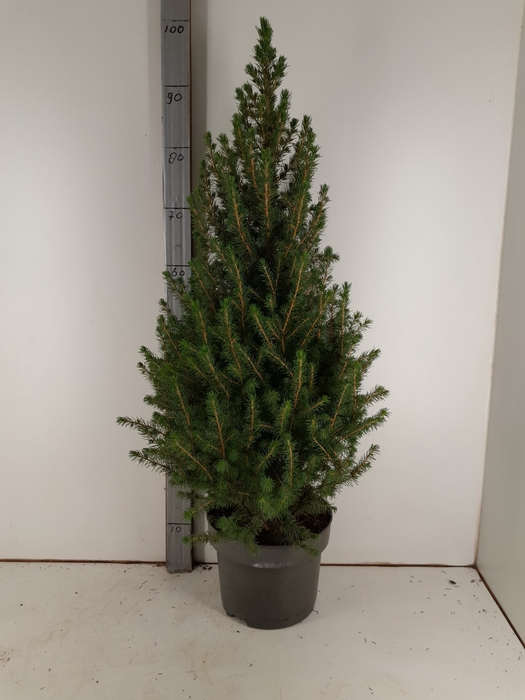 PICEA GL DECEMBER