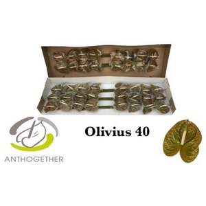 Anthurium Olivius