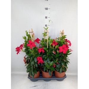 Mandevilla sand. 'SumStar Red'