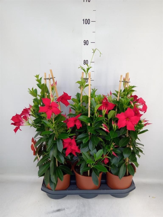 <h4>Mandevilla sand. 'SumStar Red'</h4>