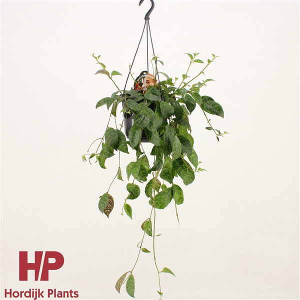 <h4>Aeschynanthus Marmoratus</h4>