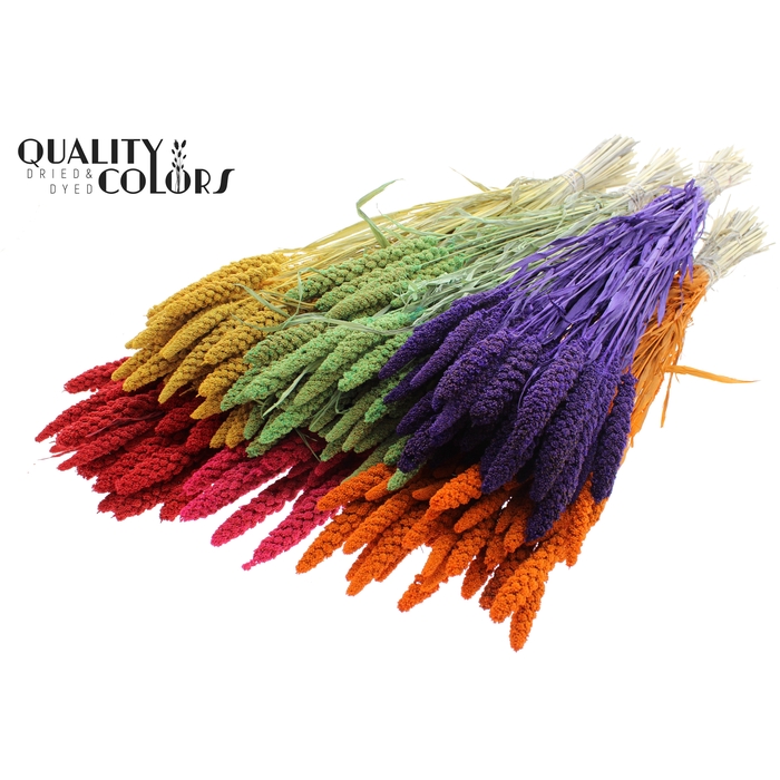 <h4>Gierst per bunch Bleached Mixed Colours</h4>