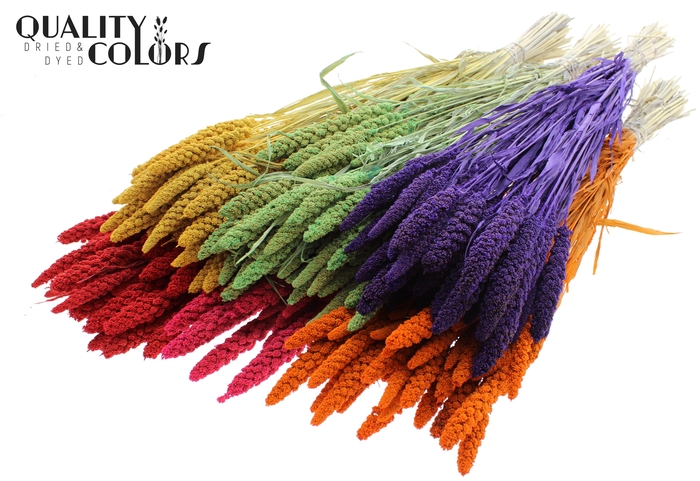 Gierst per bunch Bleached Mixed Colours