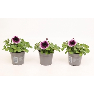 Petunia Go!Tunia Cosmic Pink