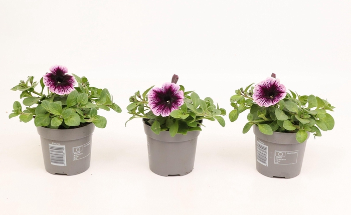 <h4>Petunia Go!Tunia Cosmic Pink</h4>