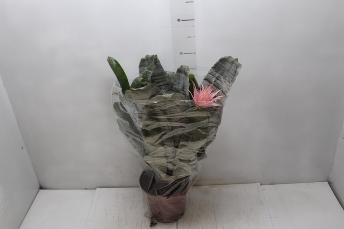 <h4>AECHMEA FASCIATA P17</h4>