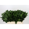 Ruscus Hypophyllum