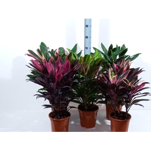 Cordyline gemengd
