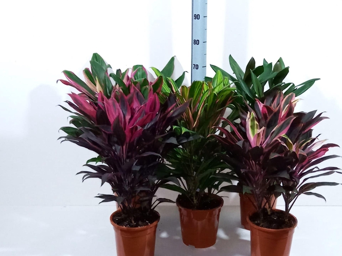 <h4>Cordyline gemengd</h4>
