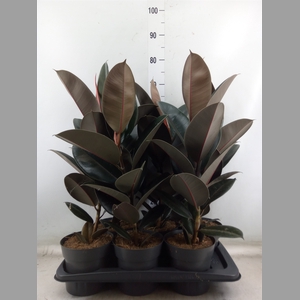 Ficus elastica 'Abidjan'