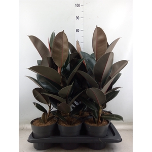 Ficus elastica 'Abidjan'