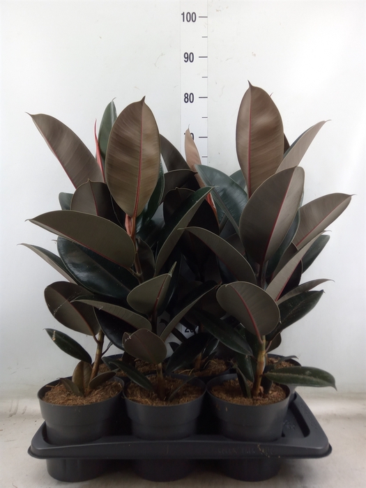 <h4>Ficus elastica 'Abidjan'</h4>
