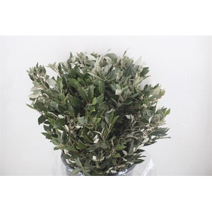 Steeneik Leaves P Bunch