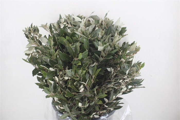 <h4>Steeneik Leaves P Bunch</h4>