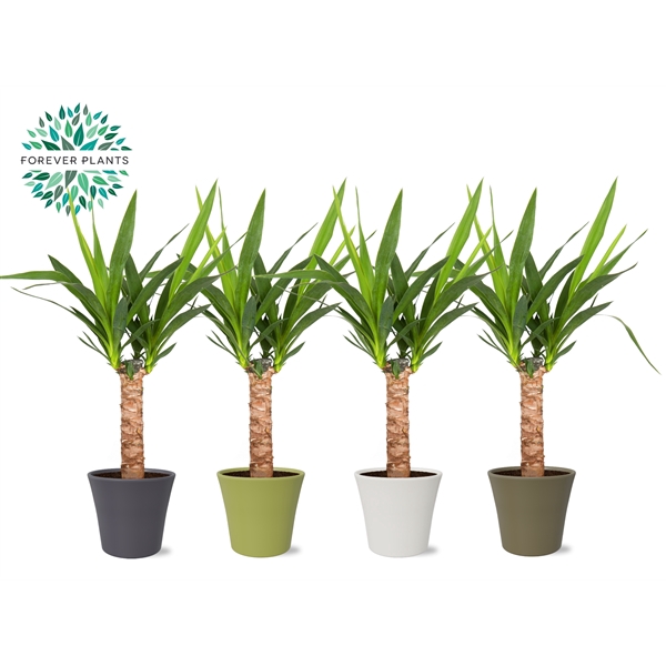 <h4>Yucca p14, 30 cm (2+ KOP) in COCO Keramiek</h4>