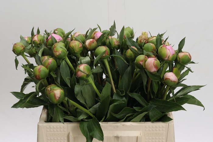 <h4>Paeonia Alertie</h4>