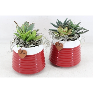 arr2 JS - Succu. Ker. red pot x6